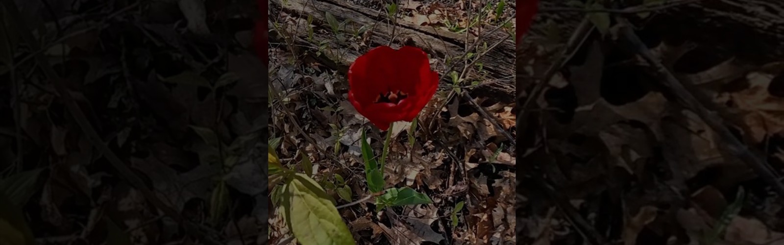 Tulip time-lapse video still